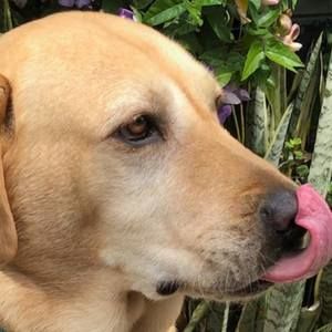 Meet your Posher, Bobbie